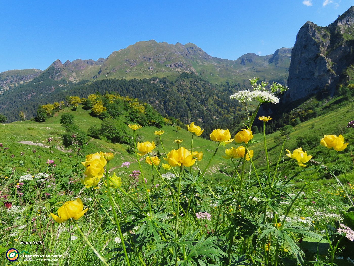 26 Trollius europaeus (Botton d'oro), con vista sul torrione del Corno Branchino ed oltre .JPG